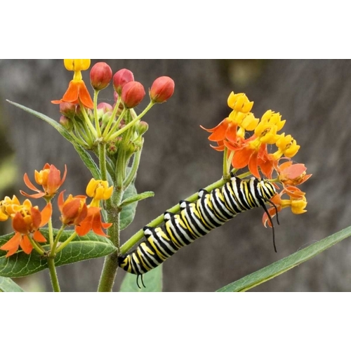 TX, Hill Country Monarch butterfly caterpillar